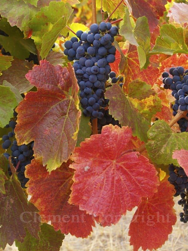 Vineyard grape harvest photo by wenaha gallery artist John Clement