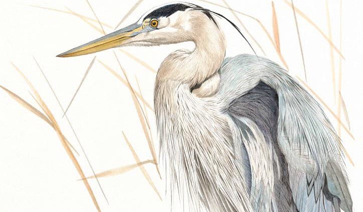 Hiroko Cannon drawing of Great Blue Heron in Brown Grass at Wenaha Gallery