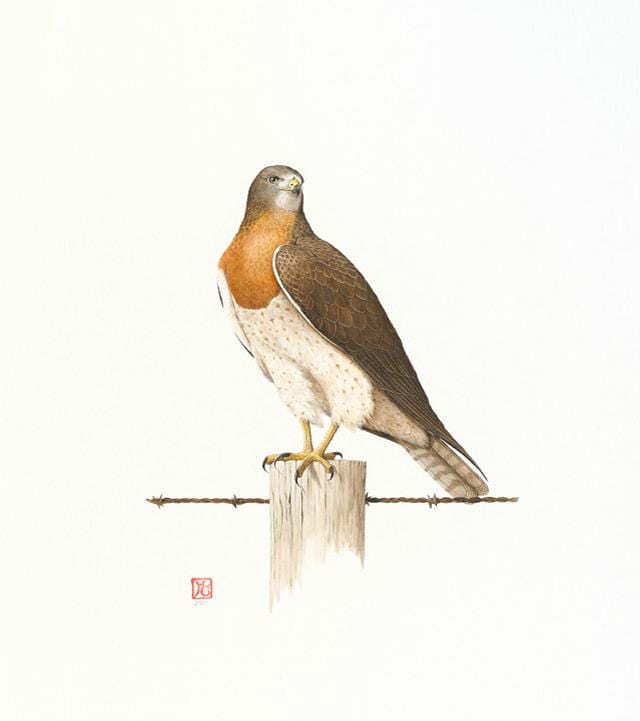 Swainson's Hawk by Hiroko Cannon at the Wenaha Gallery