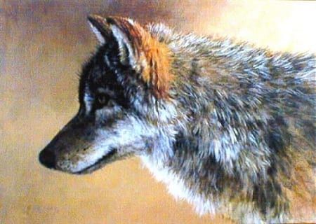 Timber Wolf Study - Mort Solberg