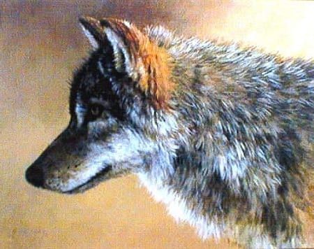 Timber Wolf Study - Mort Solberg
