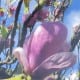 Pink Magnolia Bloom - Gary Wessels-Galbreath