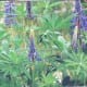 Purple Lupine Flowers - Garry Wessels-Galbreath