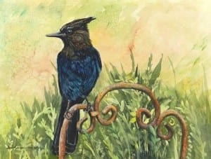 Stellar Jay, original watercolor painting by Wenaha Gallery guest artist, Pam Sharp