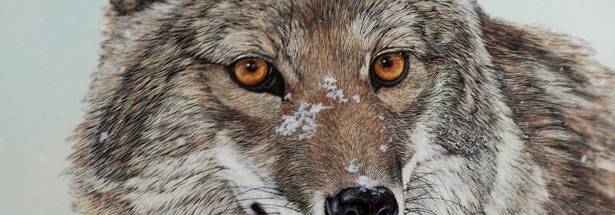 Coyote Winters, scratchboard art by Judy Fairley