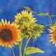 Sunflowers impressionist abstract bold colorful watercolor maja shaw