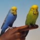 two parakeets wood carving sculpture tupelo jerry poindexter