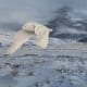 storm landscape snowy white owl flying wildlife keith rislove