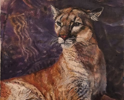puma mountain lion cat feline panther parowan jan fontecchio wildlife