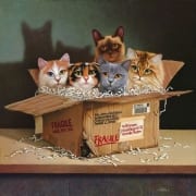 cats felines animals box braldt bralds
