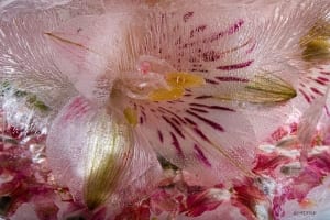 alstroemeria flower petal flower mo devlin inspired