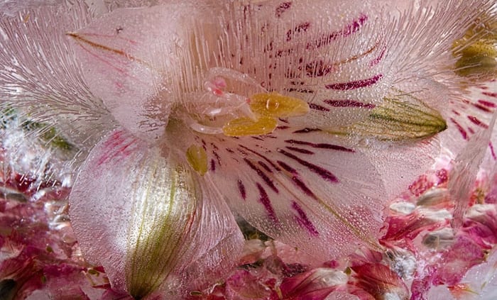 alstroemeria flower petal flower mo devlin