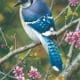 blue jay bird contemplative animal carl brenders