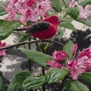 scarlet tanager bird blossoms wildlife rod frederick