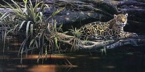jaguar chill quiet calm animal jungle rainforest daniel smith art