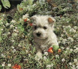 great big world excited dog flowers sueellen ross