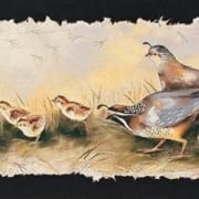 quail run birds chatting monica stobie print