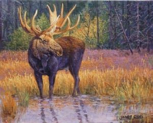 moose wildlife animal western art james reid