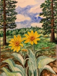 balsam root flowers watercolor sketch woods trees helen boland