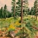 ponderosa pine woods tree forest wilderness helen boland watercolor