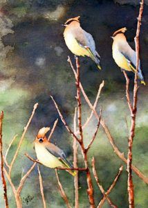 birds wildlife waxwing trio calm gottschalk