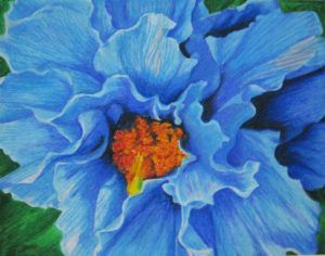 blue poppy flower petals oil pastel cheryl bush