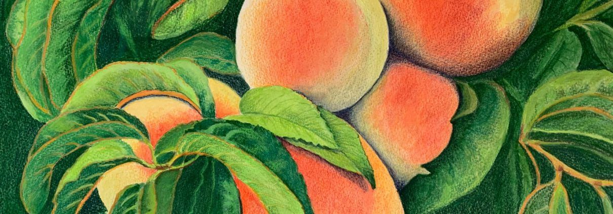peaches colored pencil watercolor fruit art cheryl bush