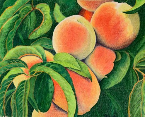 peaches colored pencil watercolor fruit art cheryl bush