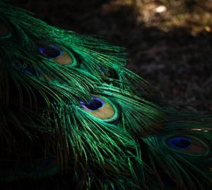 peacock feather green glowing bird valerie stephenson photography