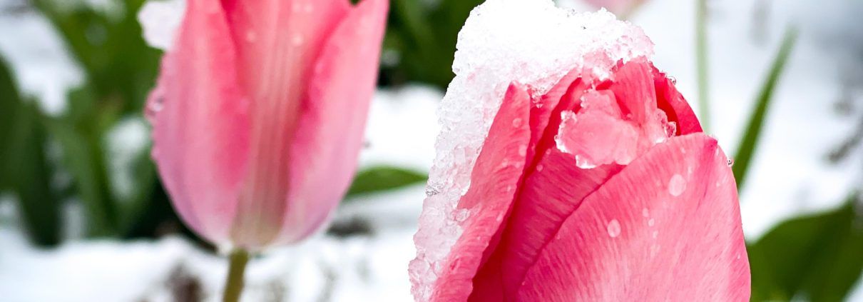 spring snow winter memories tulips flowers valerie stephenson photography