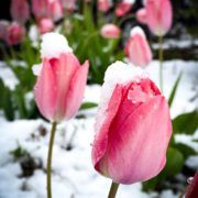 spring snow winter memories tulips flowers valerie stephenson photography